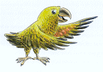 Sally Ann the Kea